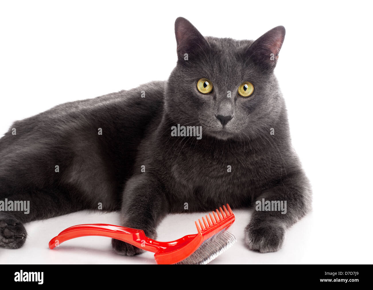British Shorthair cat Stock Photo
