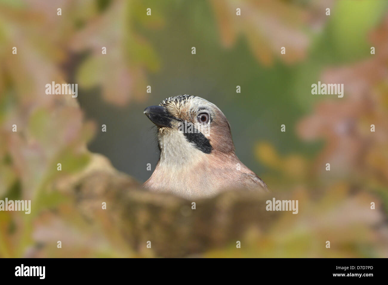 Jay Garrulus glandarius Stock Photo