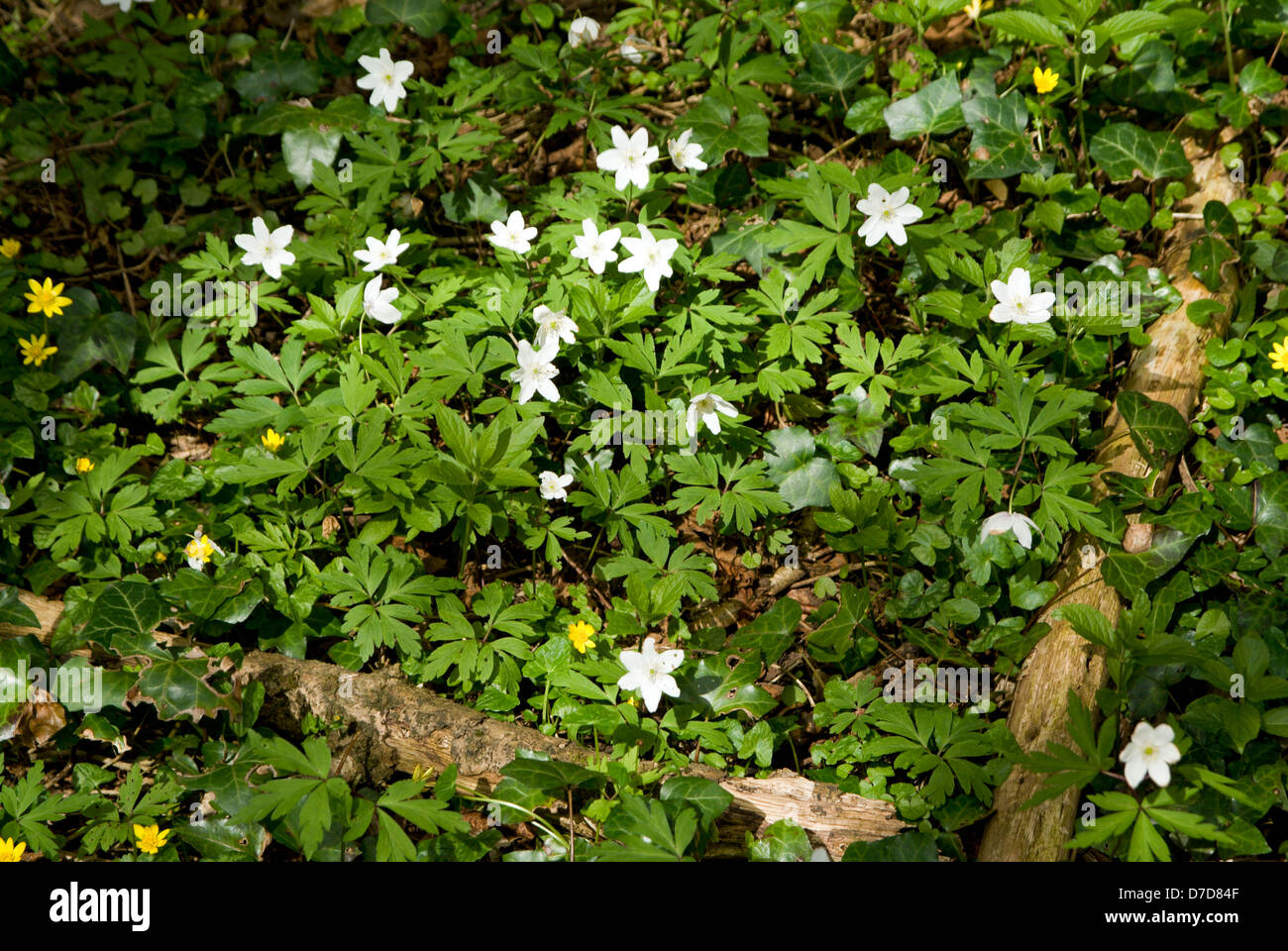 Wood Anemone (anemone nemorosa) Offas Dyke Path near Chepstow. Stock Photo
