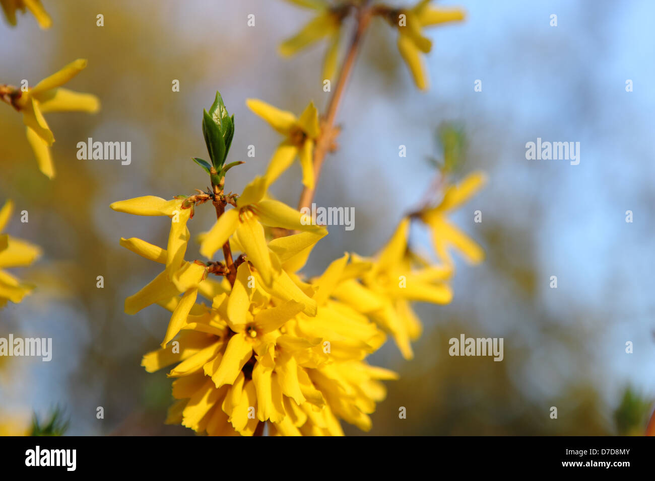 Forsythia flower blooming in the spring, May 2013. Stock Photo