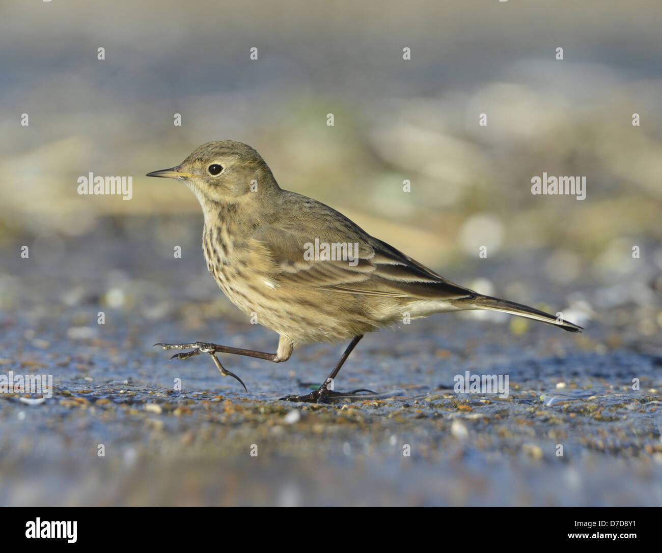 Buff-bellied Pipit - Anthus rubescens Stock Photo