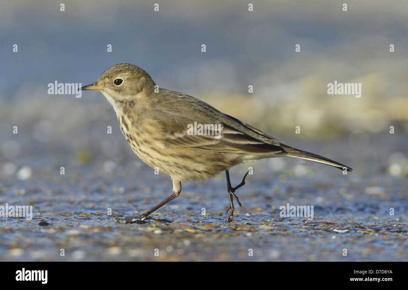 Buff-bellied Pipit - Anthus rubescens Stock Photo