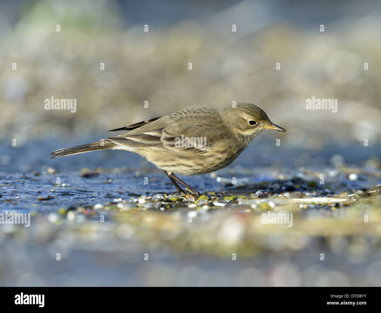 Buff-bellied Pipit - Anthus rubescens Stock Photo