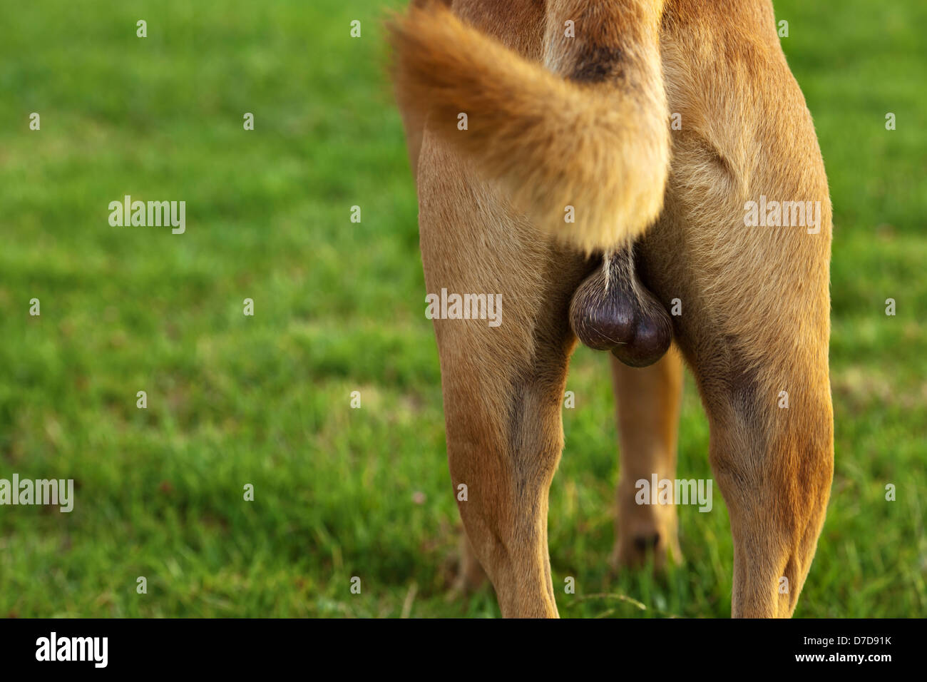 Testicles dog hi-res stock photography and images -