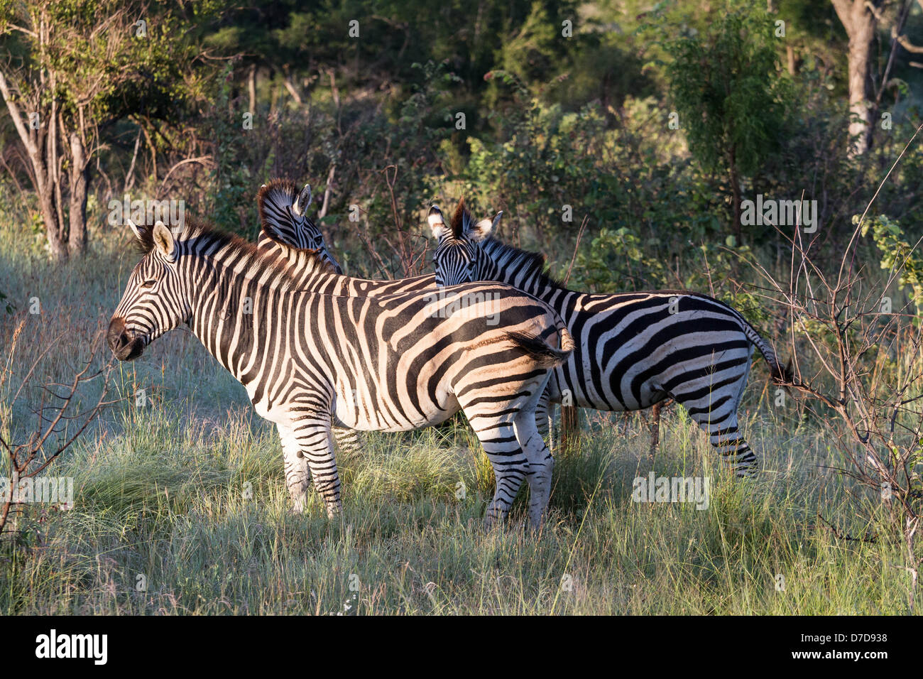 Zebra in Kruger National Park, South Africa Stock Photo