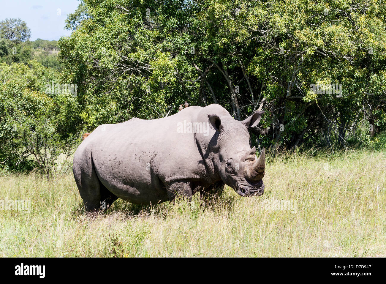White Rhino in Kruger National Park, South Africa Stock Photo