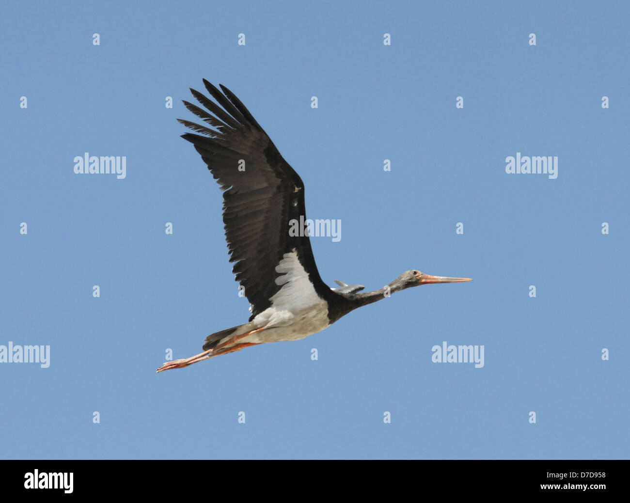 Black Stork - Ciconia nigra Stock Photo