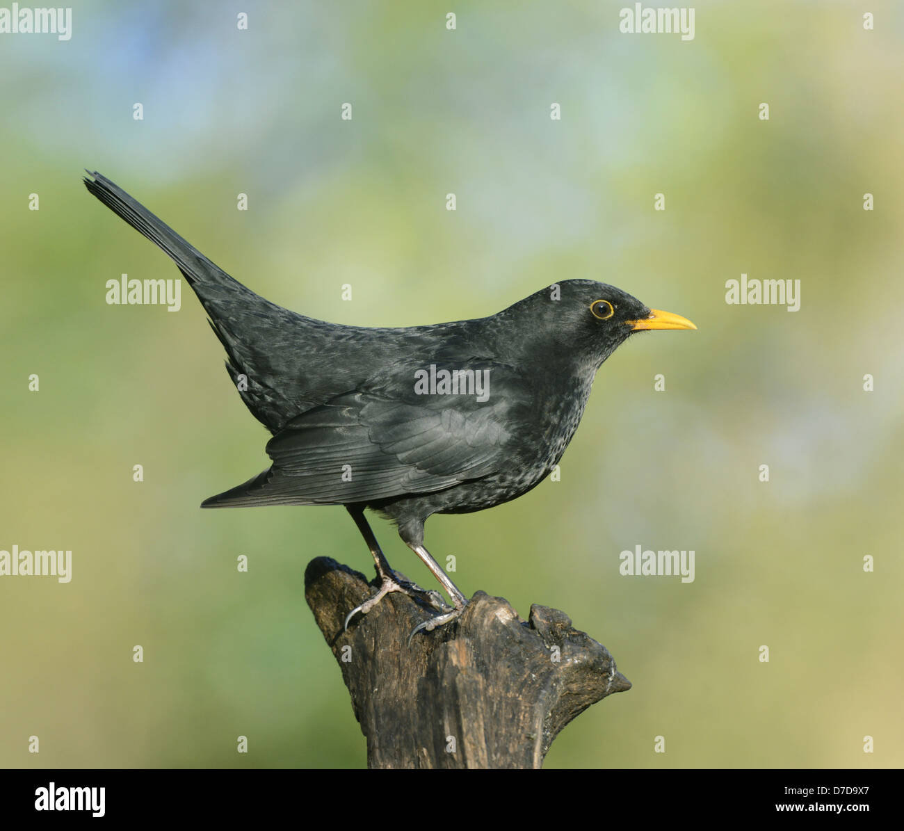 Blackbird Turdus merula Stock Photo