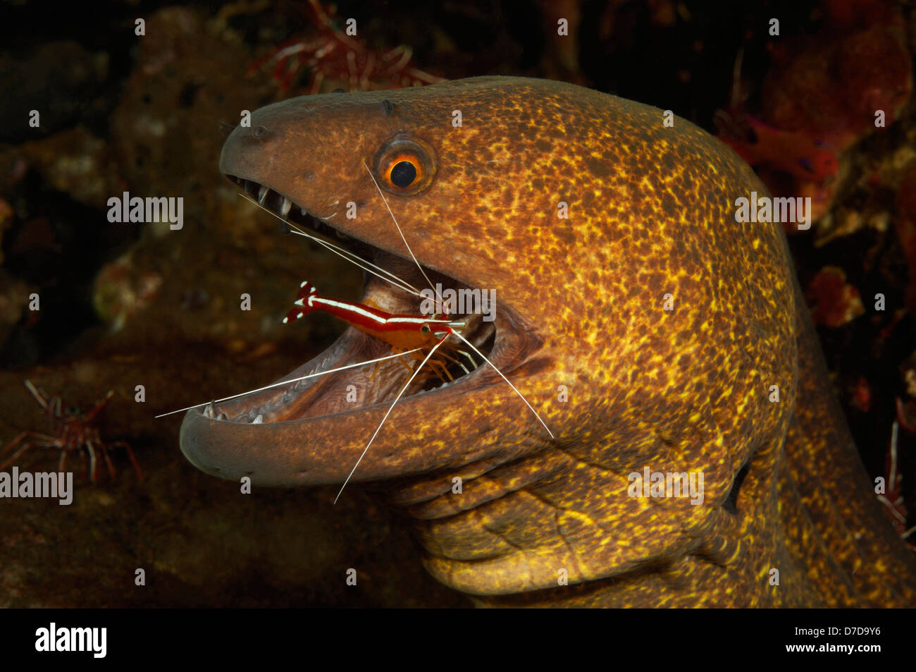 Yellow-edged Moray cleaned by Skunk Cleaner Shrimp, Cephalopholis leopardus, Lysmata amboniensis, Bali, Indonesia Stock Photo