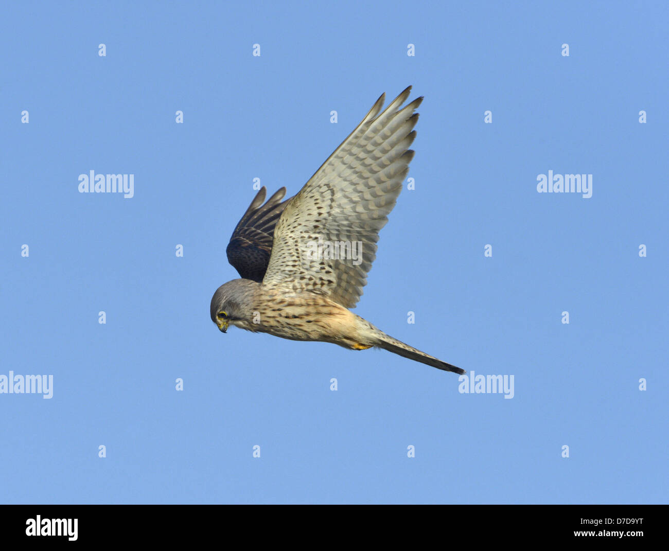 Kestrel Falco tinnunculus Stock Photo