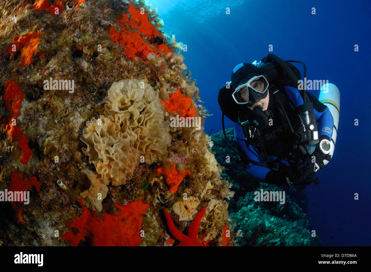 Scuba Diver and Neptun Bryozoan, Reteporella couchii, Svetac, Adriatic Sea, Croatia Stock Photo