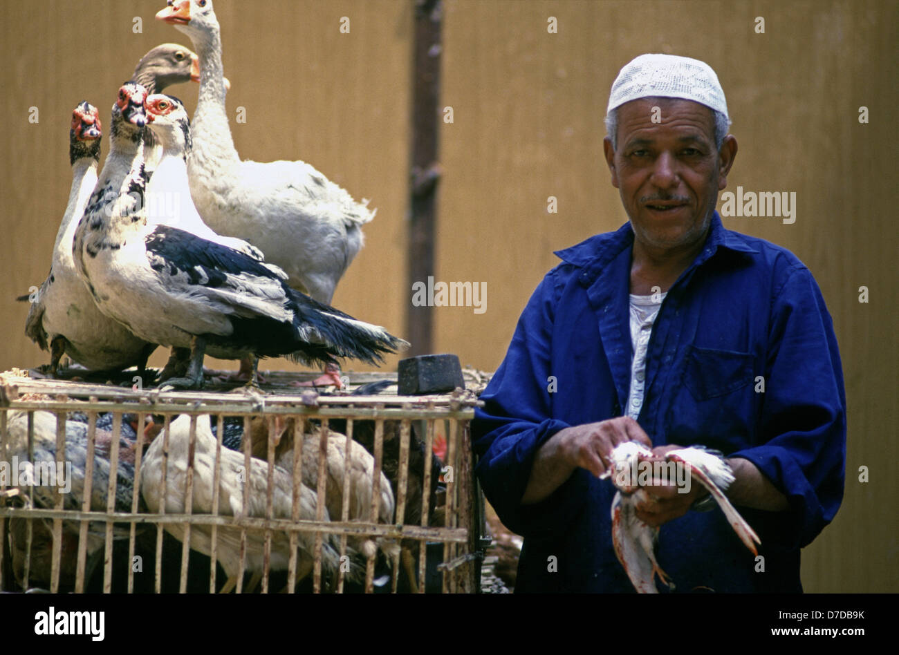 An Egyptian vendor sells ducks and geese in Bab Zuwyla market Old city