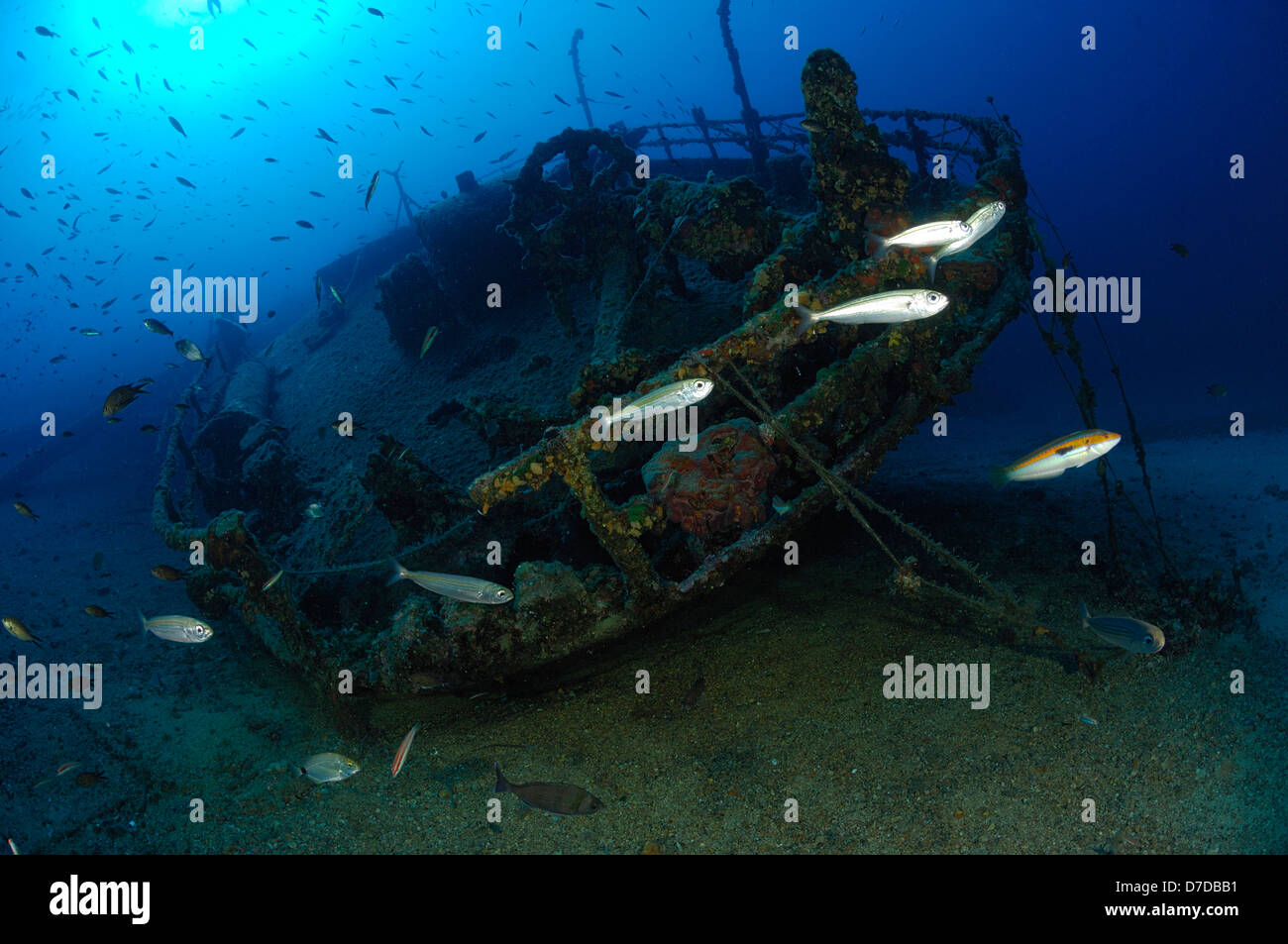 Bogue Breams at Teti Wreck, Boops boops, Vis, Adriatic Sea, Croatia Stock Photo
