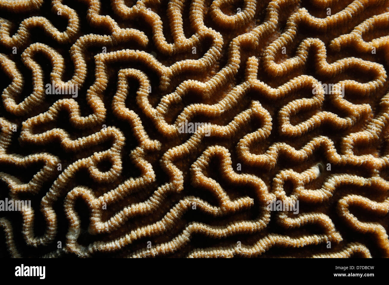 Polyps of Brain Coral, Platagyra sp., Alor Archipelago, Indonesia Stock Photo