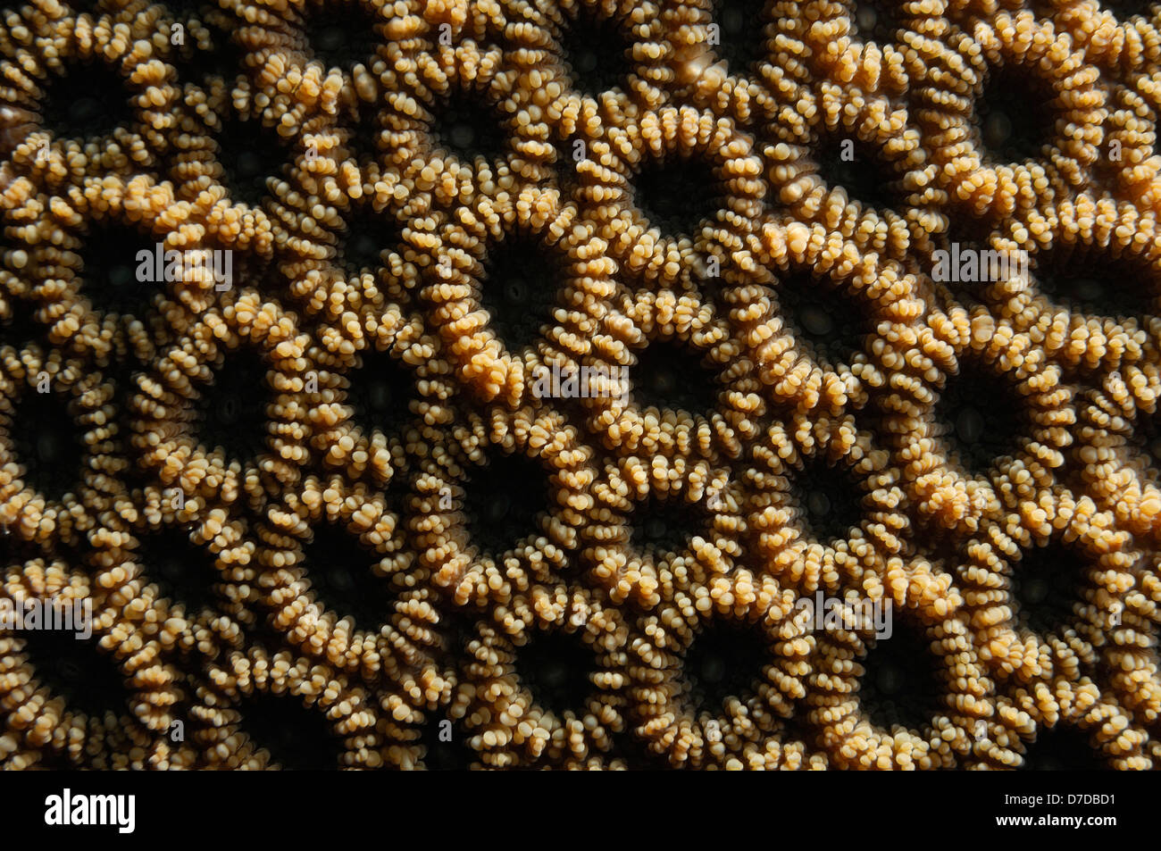 Polyps of Hard Coral, Favia, Alor Archipelago, Indonesia Stock Photo