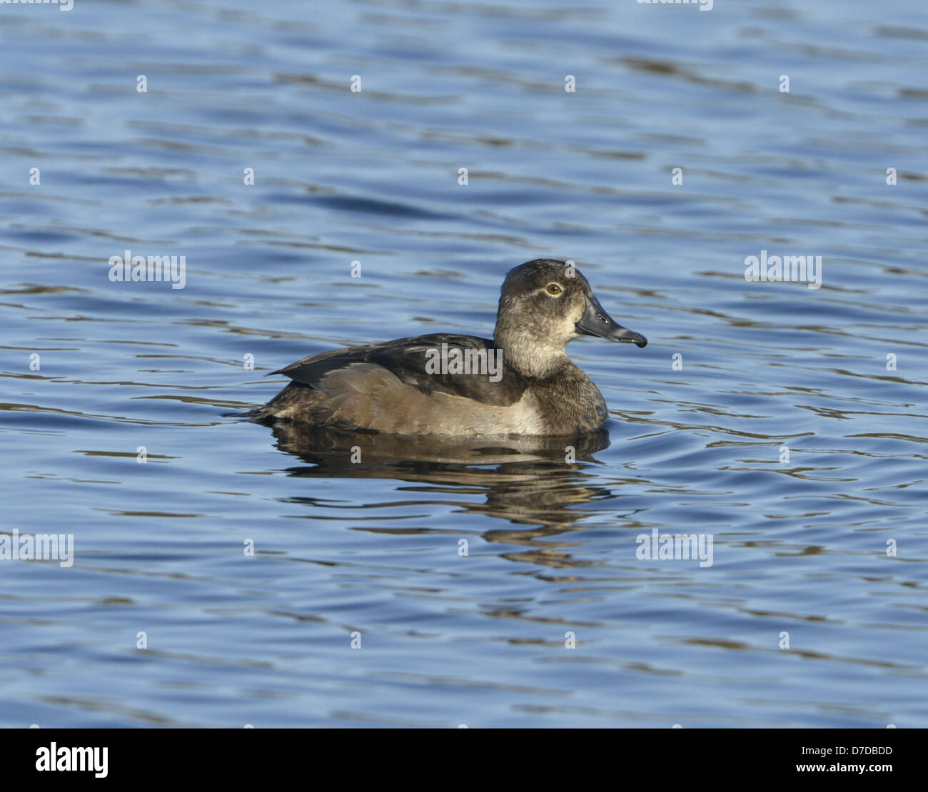 Ring-necked Duck Aythya collaris - Female first winter Stock Photo