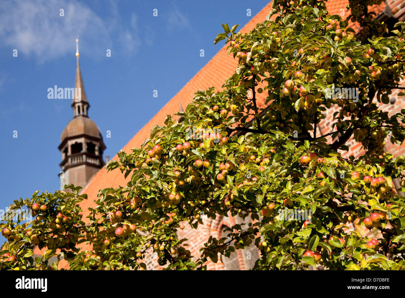 apple tree and Heilgeist church, Hanseatic City of Stralsund, Mecklenburg-Vorpommern, Germany Stock Photo