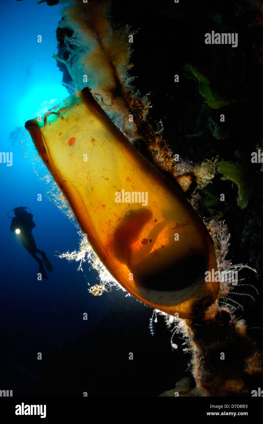 Egg of Cat Shark, Scyliorhinus sp., Vis, Adriatic Sea, Croatia Stock Photo