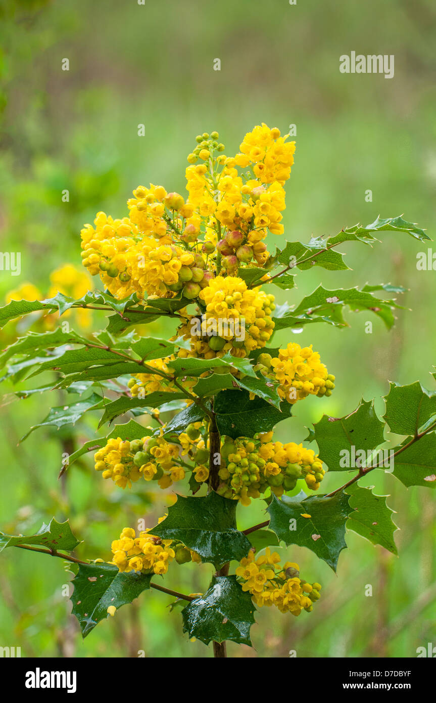 Tall Oregongrape, Berberis aquifolium, the State Flower of Oregon