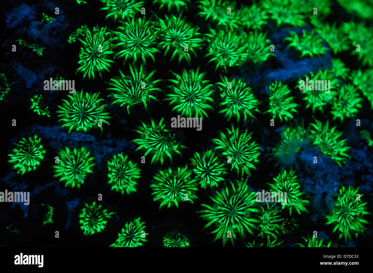 Fluorescent Corals, Cladocora caespitosa, Piran, Adriatic Sea, Slovenia Stock Photo
