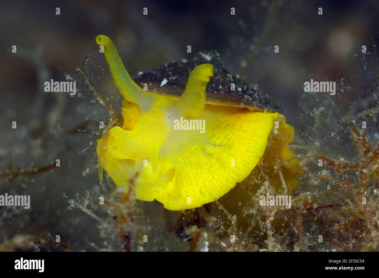 Golden Sponge Snail, Tylodina perversa, Pag, Adriatic Sea, Croatia Stock Photo