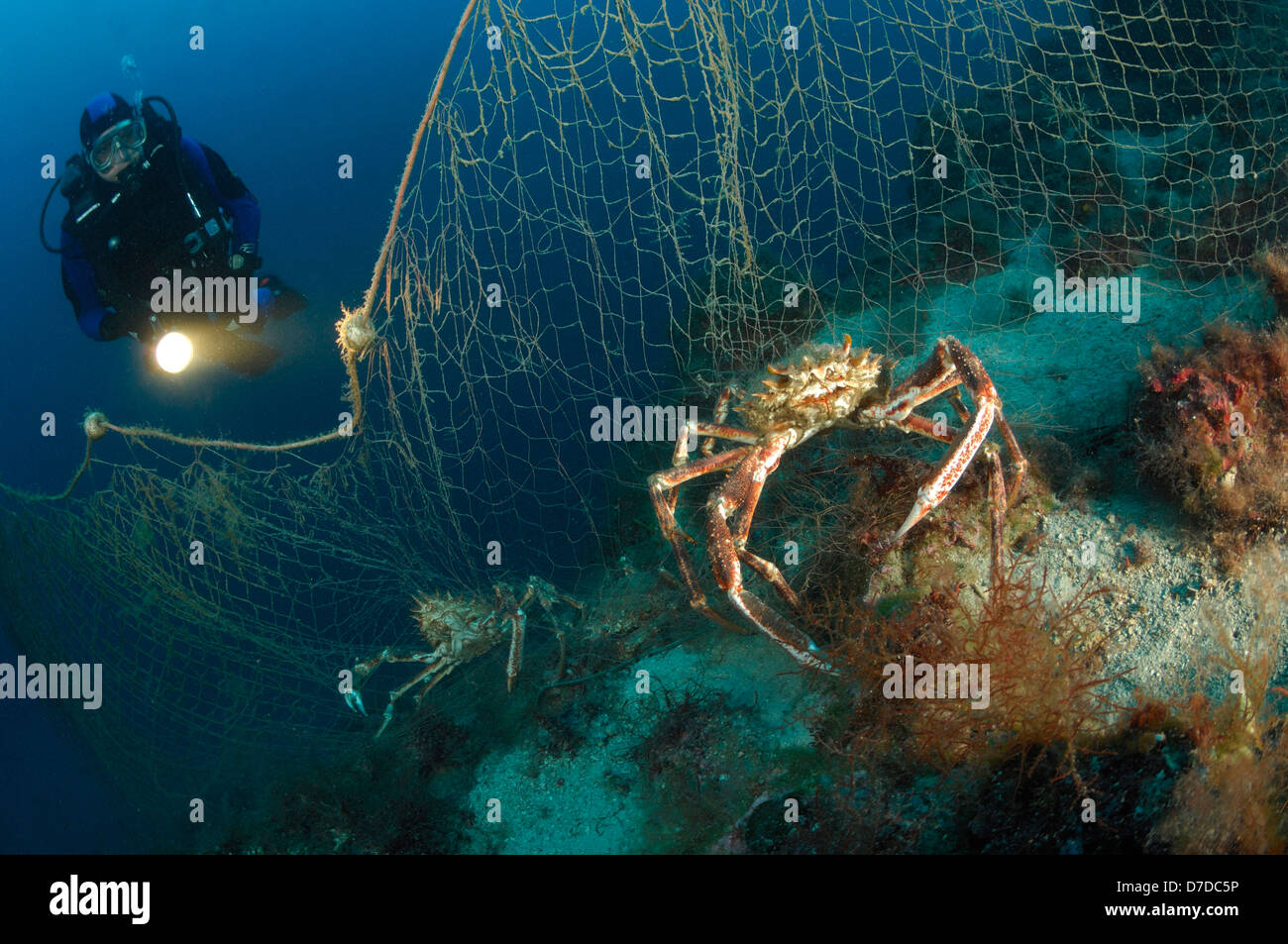 European spider crab maja squinado hires stock photography and images