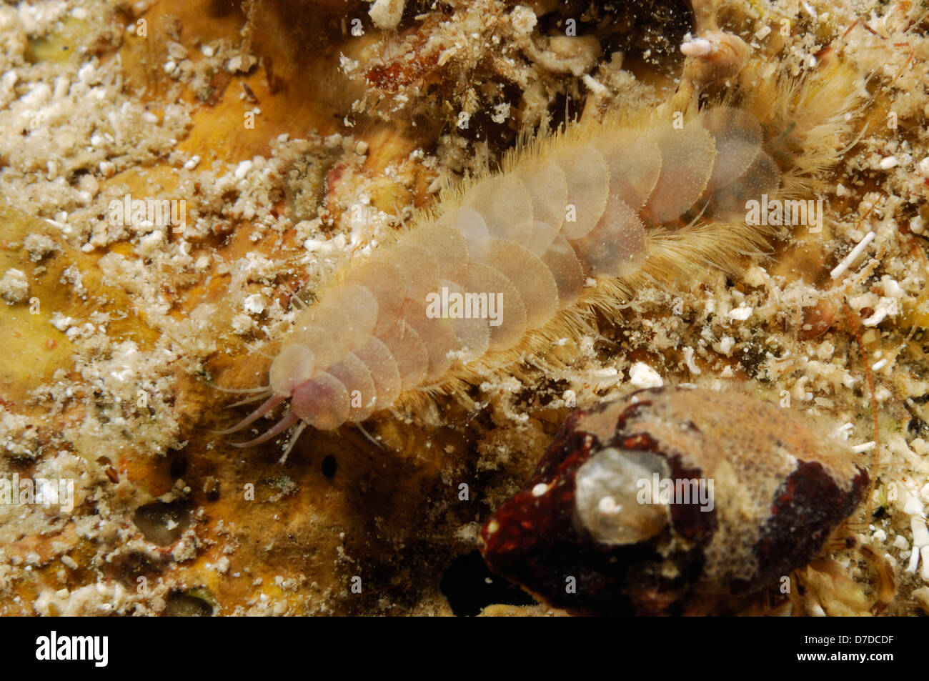 Scale worm hires stock photography and images Alamy