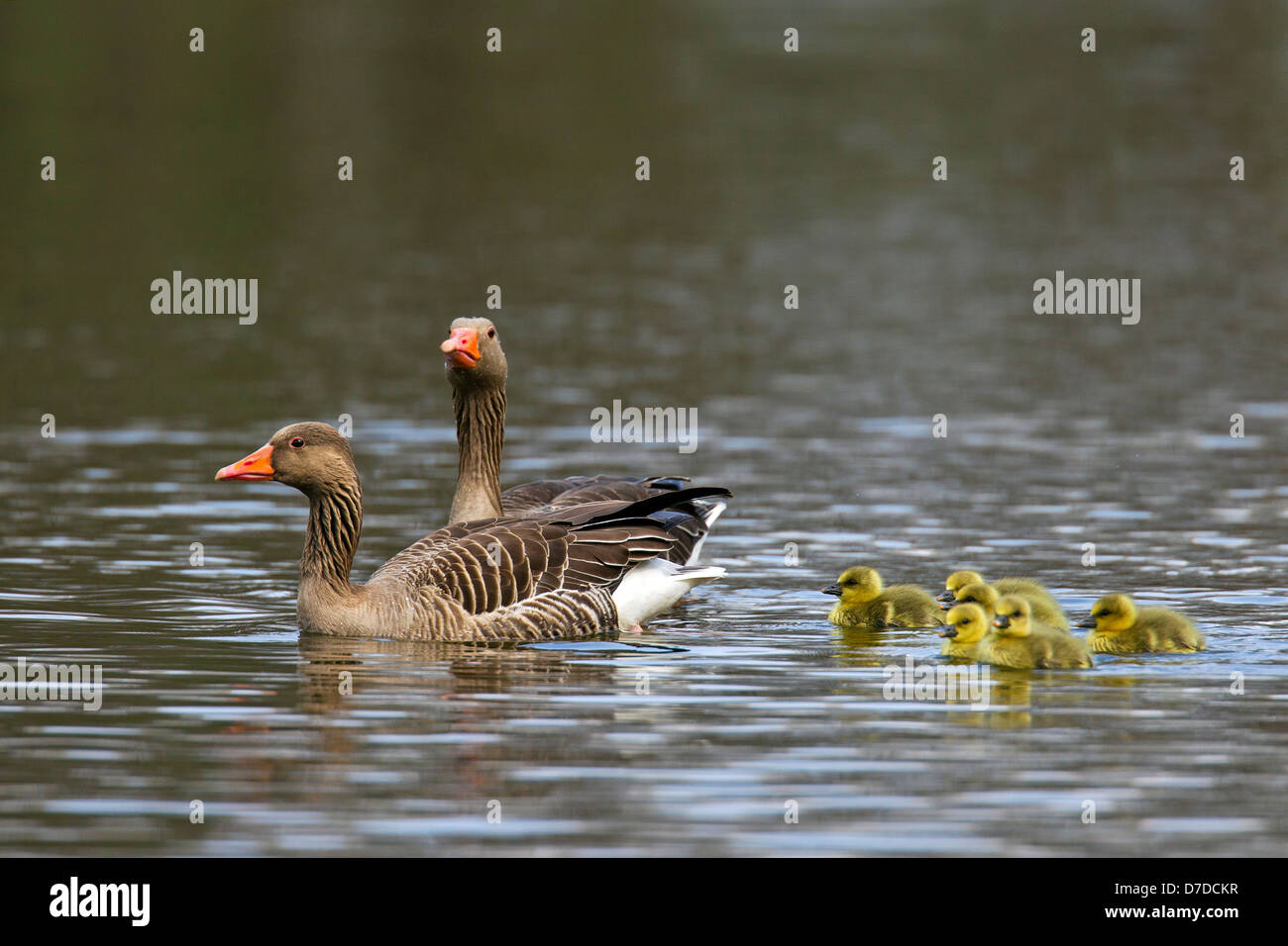 Greylag Goose / Graylag Goose (Anser anser) pair swimming with goslings in lake in spring Stock Photo