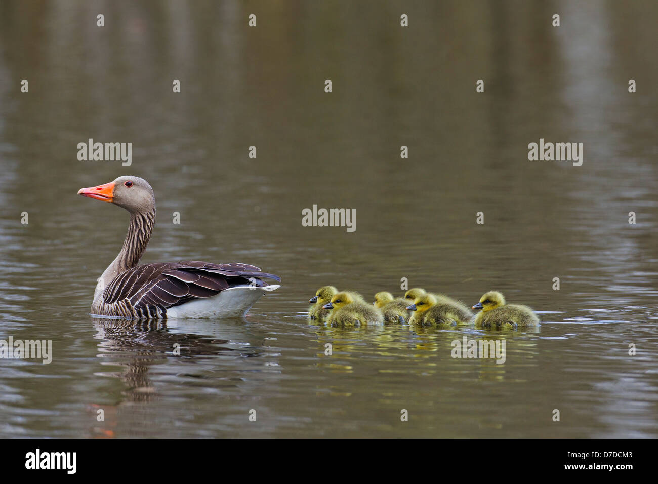 Greylag Goose / Graylag Goose (Anser anser) swimming with goslings in lake in spring Stock Photo
