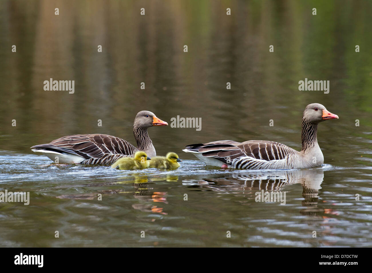 Greylag Goose / Graylag Goose (Anser anser) pair swimming with goslings in lake in spring Stock Photo