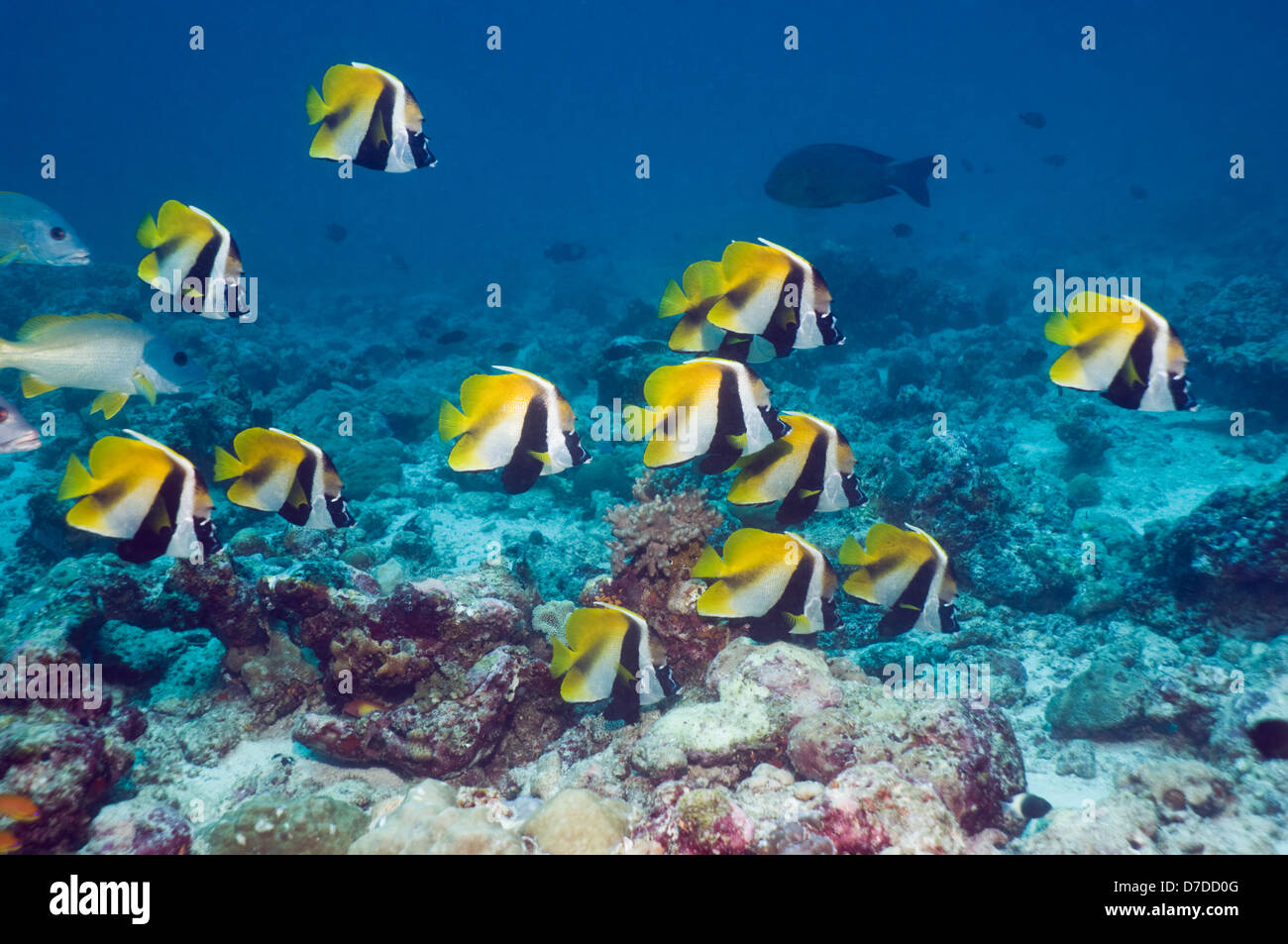 Masked bannerfish (Heniochus monoceros) school at rest. Maldives. Indo-West Pacific. Stock Photo