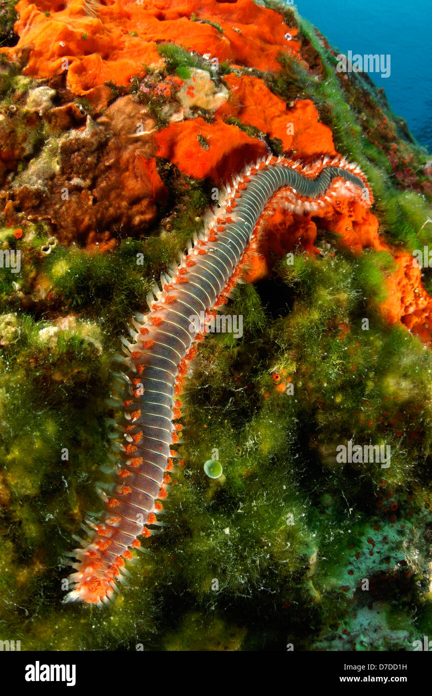 Fireworm, Hermodice carunculata, Susac, Adriatic Sea, Croatia Stock Photo