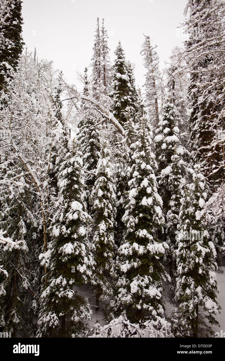 Trees With Winter Snow Stock Photo