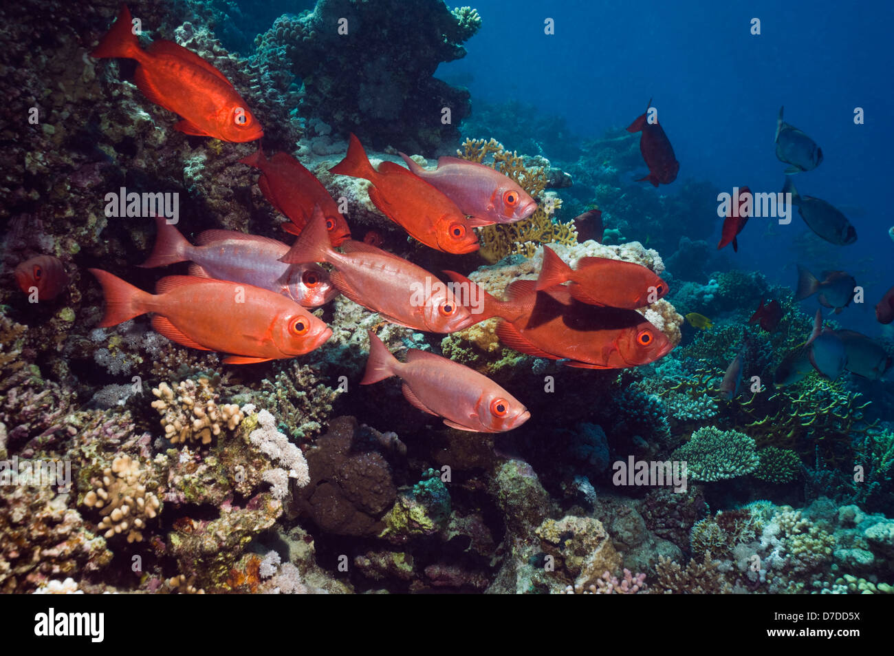 Bigeye or Goggleeye (Priacanthus hamrur) on coral reef. Egypt, Red Sea Stock Photo Alamy