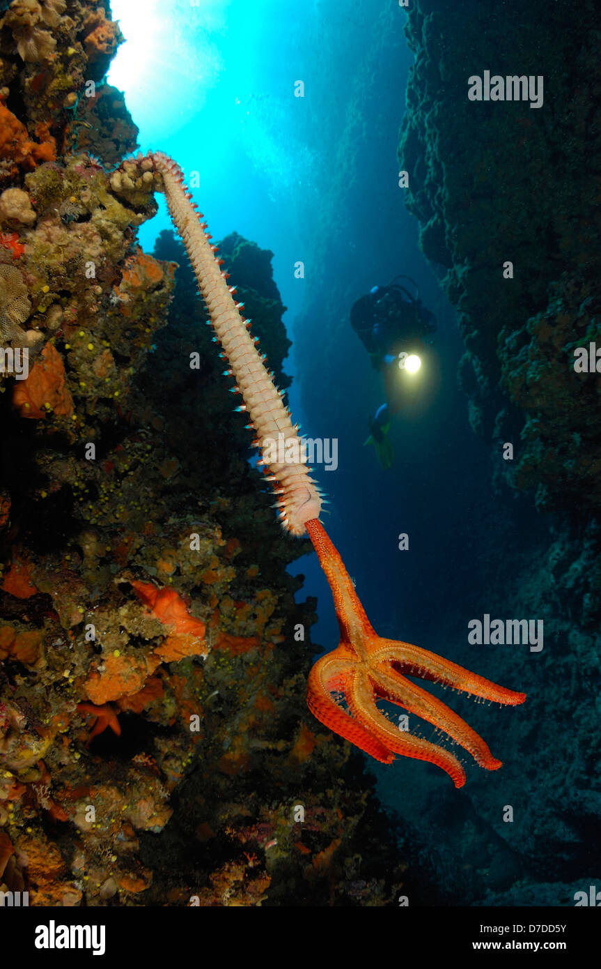 Fireworm feeding on Starfish, Hermodice carunculata, Susac, Adriatic Sea, Croatia Stock Photo
