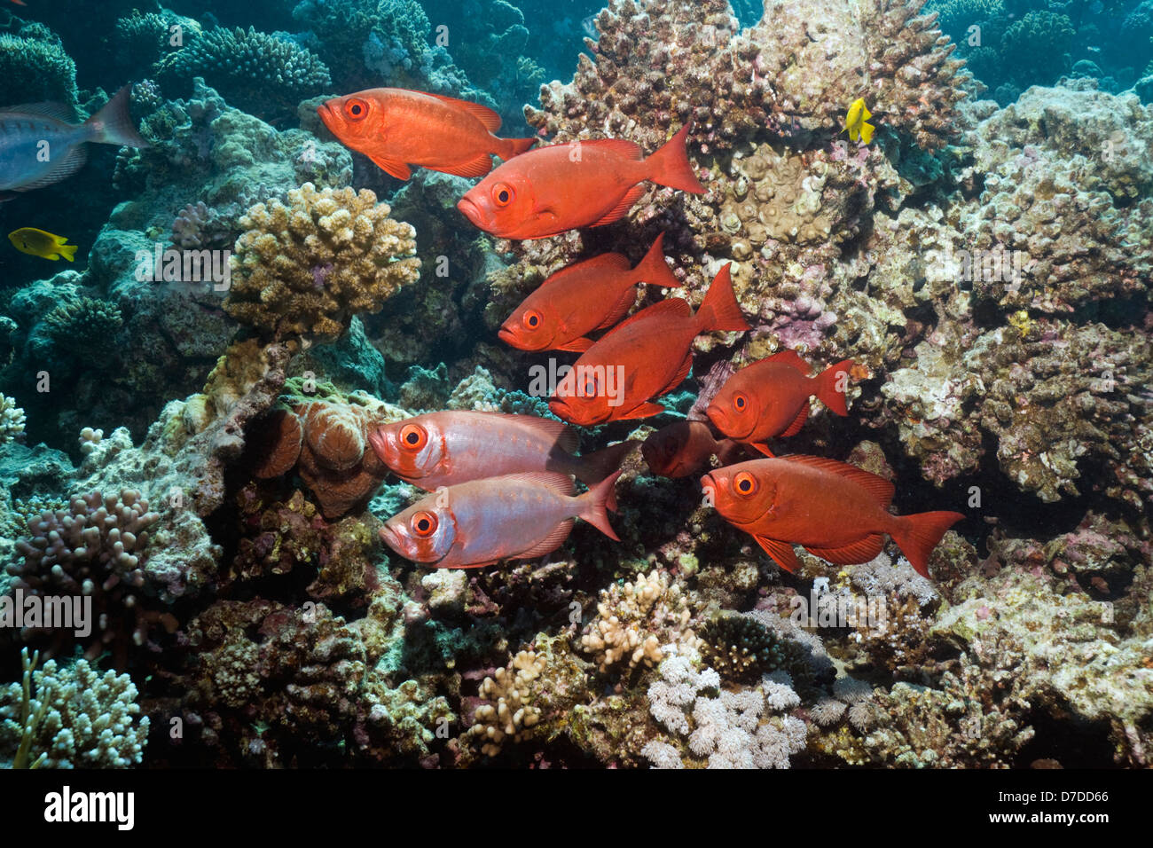 Big-eye or Goggle-eye (Priacanthus hamrur) on coral reef. Egypt, Red Sea. Stock Photo