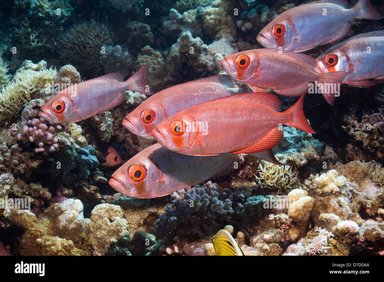 Big eye reef fish hires stock photography and images Alamy