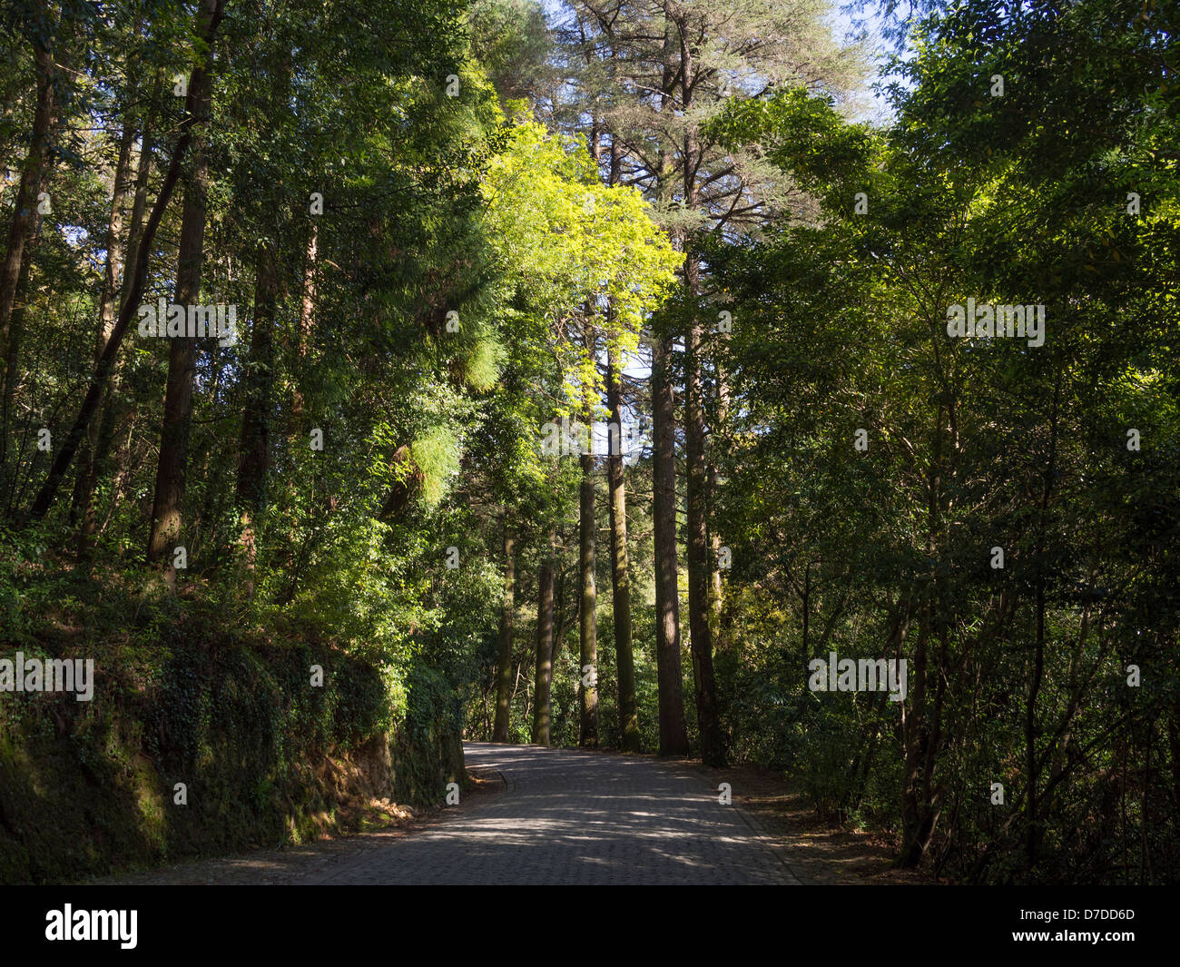 Open road in the forest with tall trees Stock Photo
