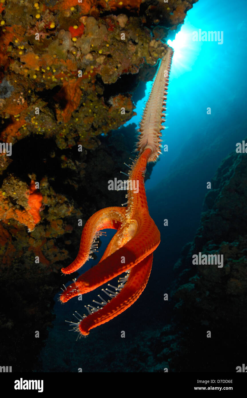 Fireworm feeding on Starfish, Hermodice carunculata, Susac, Adriatic Sea, Croatia Stock Photo