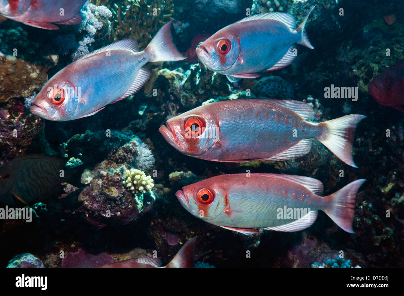 Bigeye or Goggleeye (Priacanthus hamrur) on coral reef. Egypt, Red