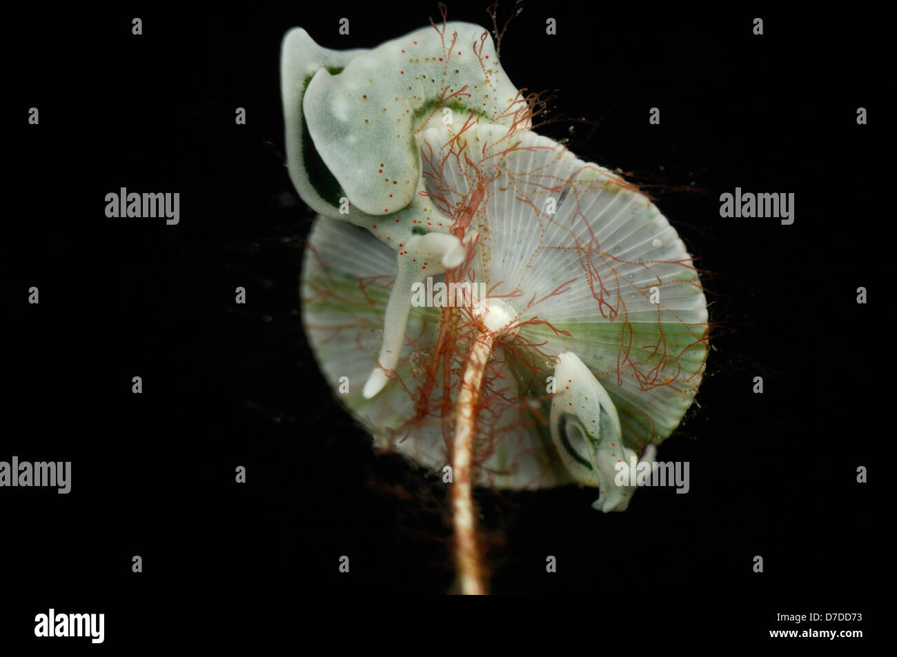 Sea Slug on its Foodplant Mermaids Wine Glass Alga, Elysia viridis, Susac, Adriatic Sea, Croatia Stock Photo