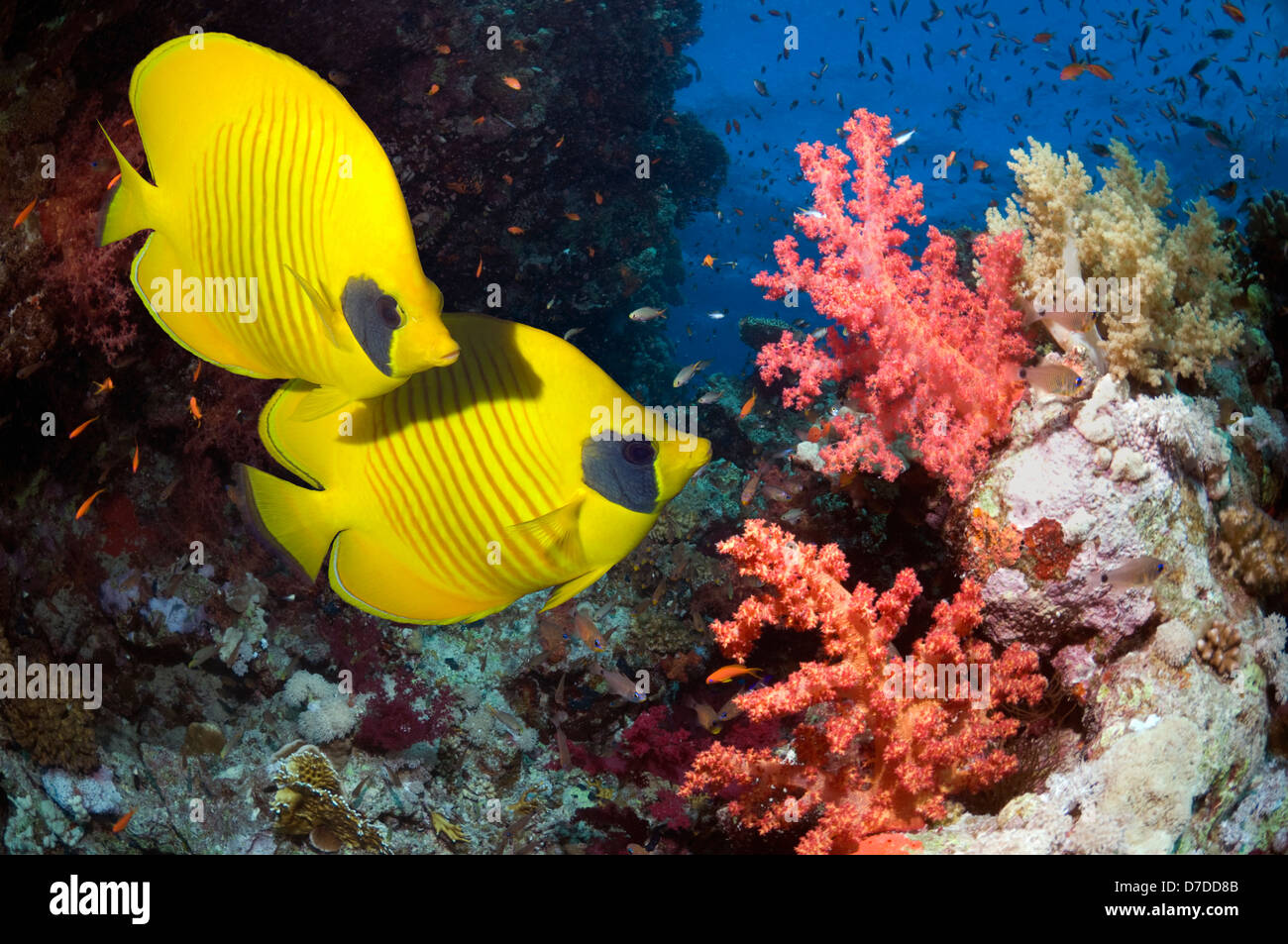 Golden butterflyfish (Chaetodon semilarvatus) with soft corals. Egypt, Red Sea. Stock Photo