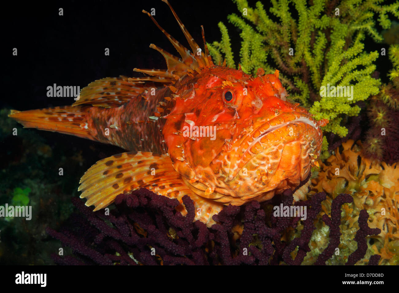 Scrfna Fish Bigscale Scorpionfish, Scorpaena scrofa, Susac, Adriatic Sea, Croatia ...