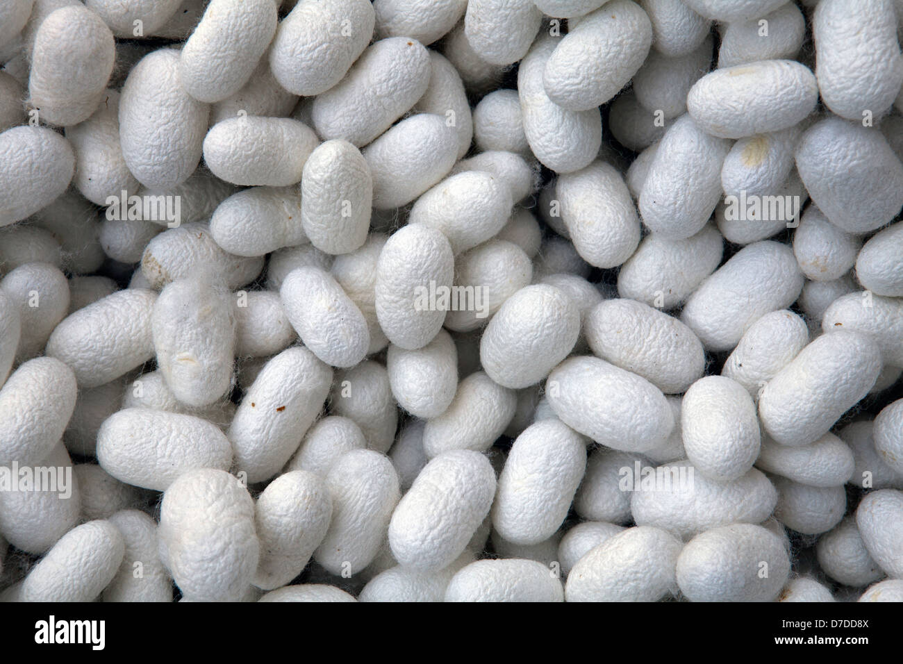 Raw silkworm cocoons. Natural source of silk before it's processed Stock Photo Alamy