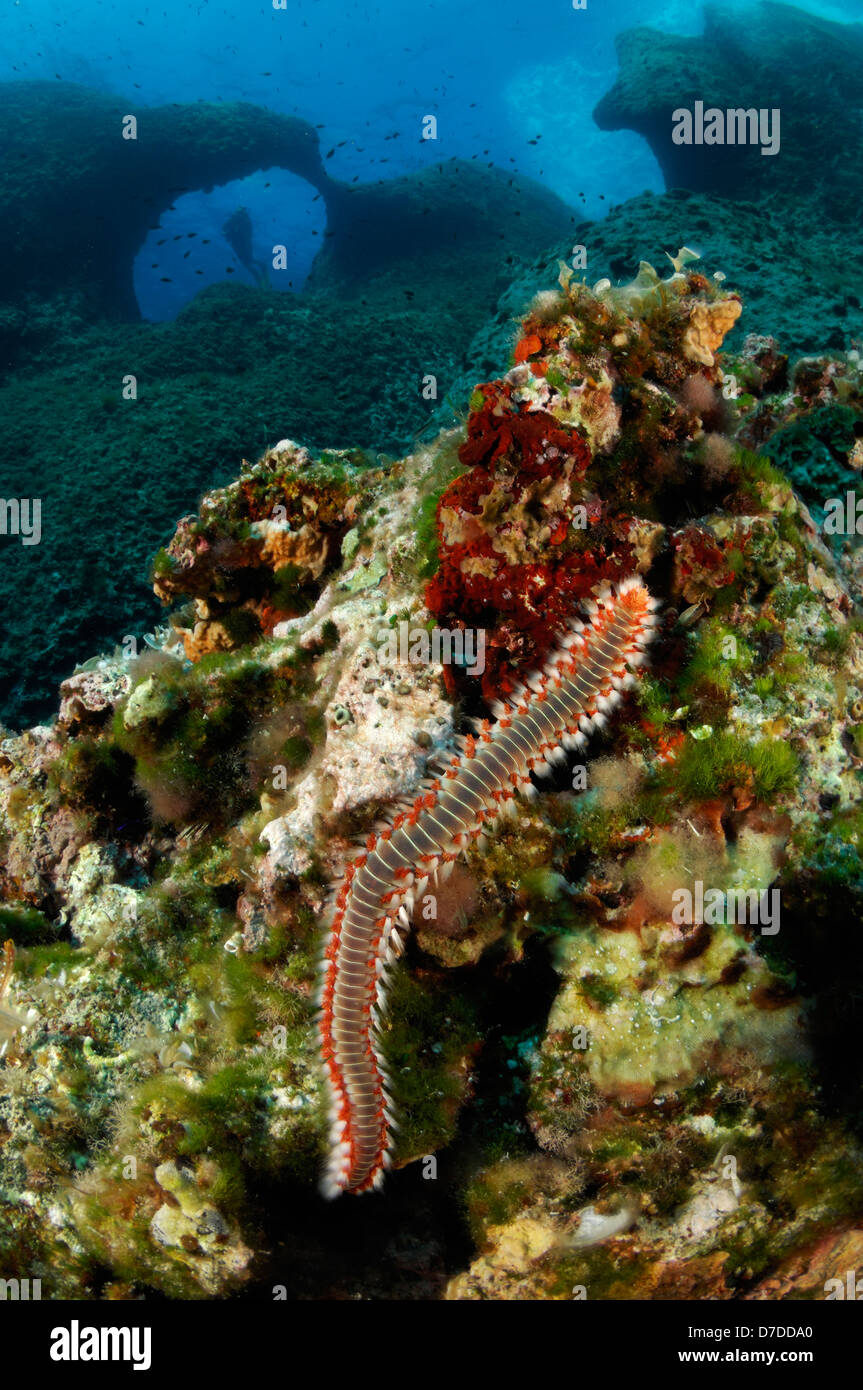 Fireworm, Hermodice carunculata, Susac, Adriatic Sea, Croatia Stock Photo