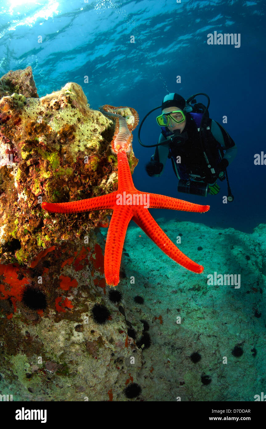 Fireworm feeding on Starfish, Hermodice carunculata, Susac, Adriatic Sea, Croatia Stock Photo