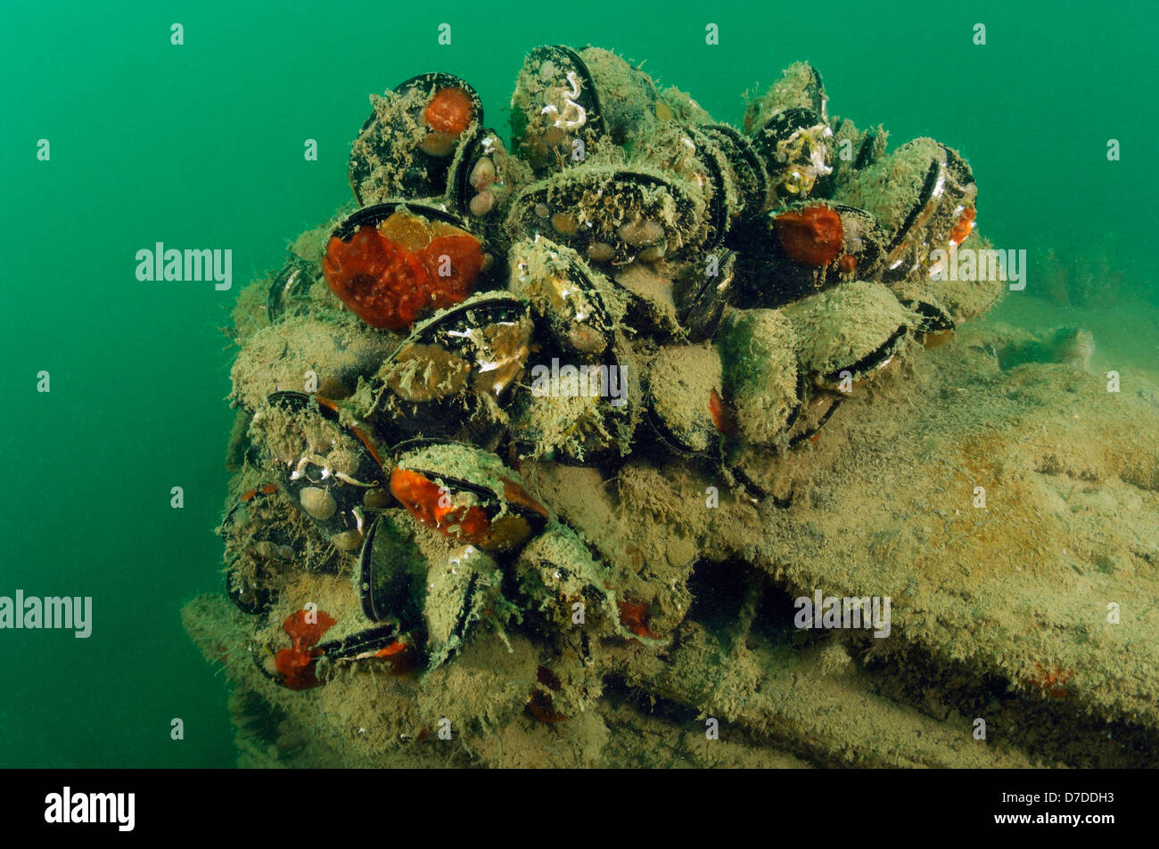 Mediterranean Mussel, Mytilus galloprovincialis, Piran, Adriatic Sea, Slovenia Stock Photo