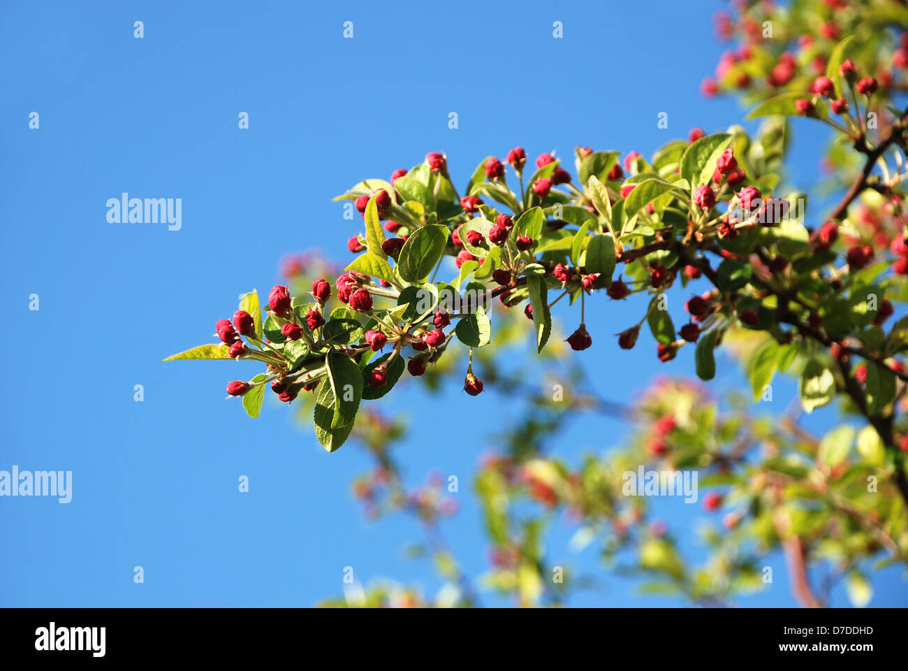 Crab apple branch with pink flower buds in spring Stock Photo Alamy