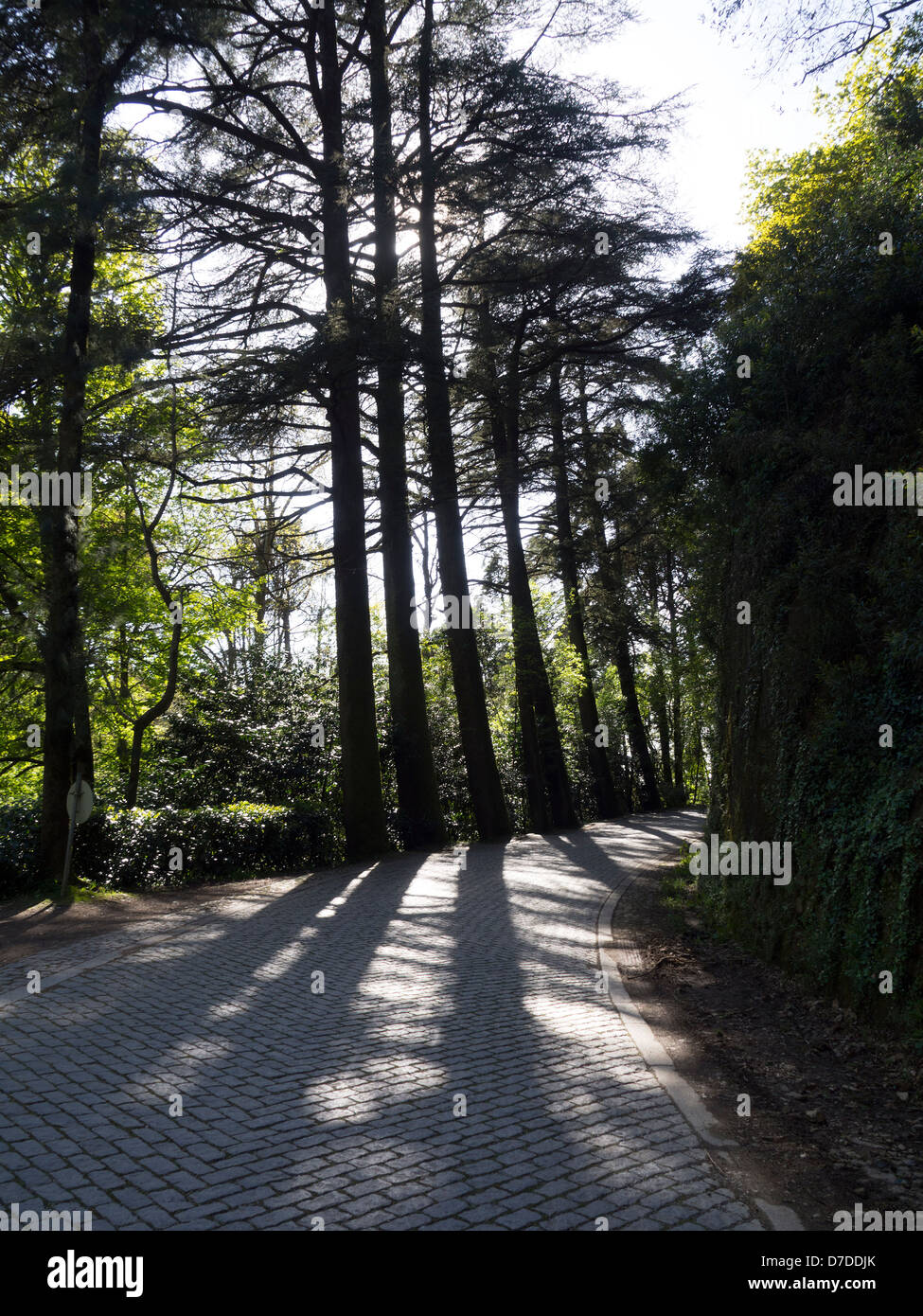 Open road in the forest with the sun shining through tall trees Stock Photo