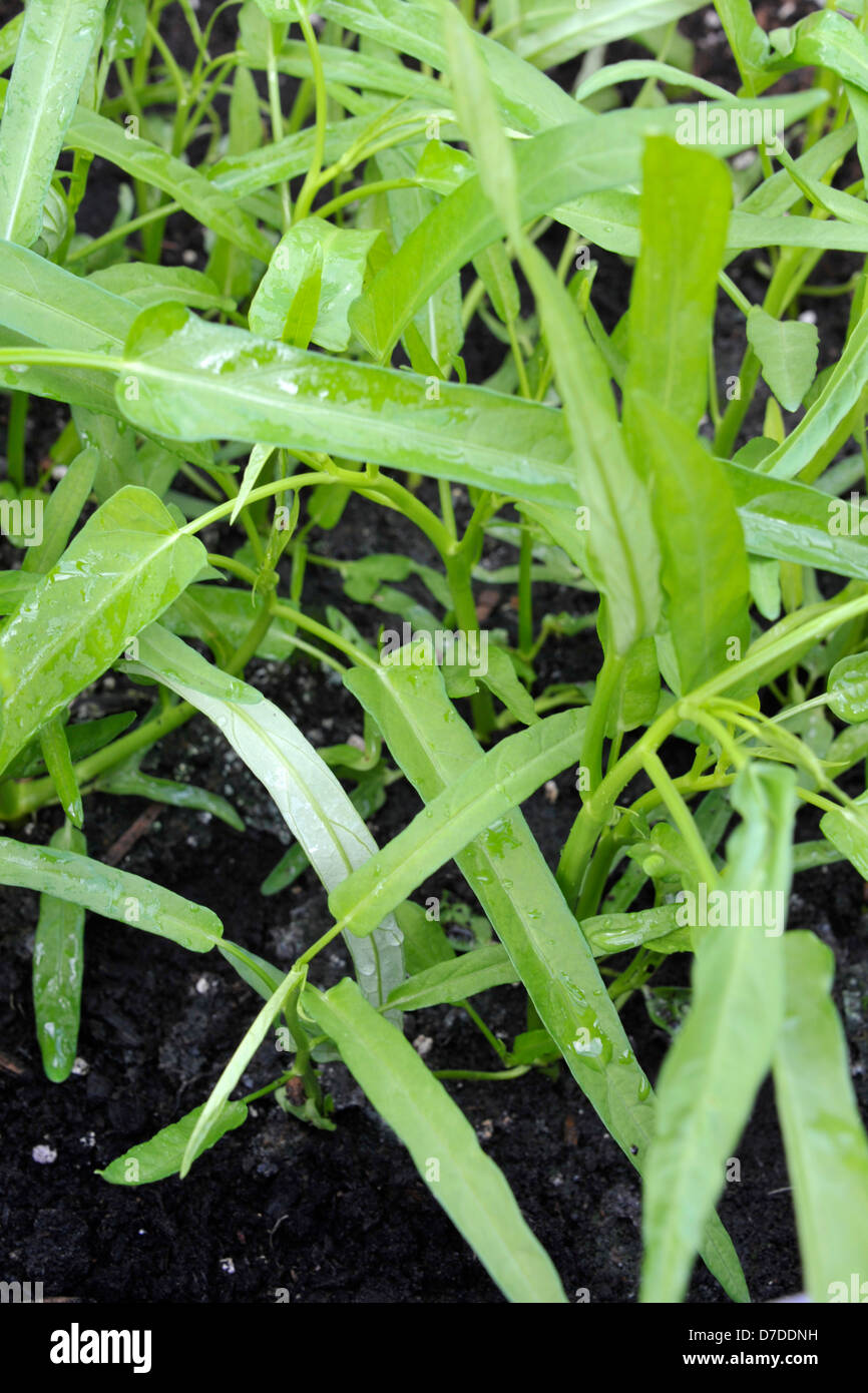 Pak boong, also known as Water Spinach, River Spinach, water morning glory or kang kong and used in many Asian dishes. Stock Photo